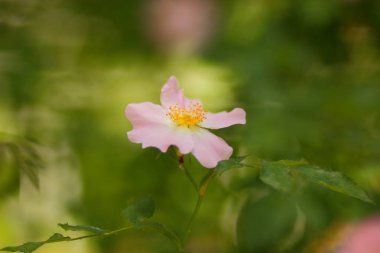 Mutluluk kokusu ile ilk çiçekler