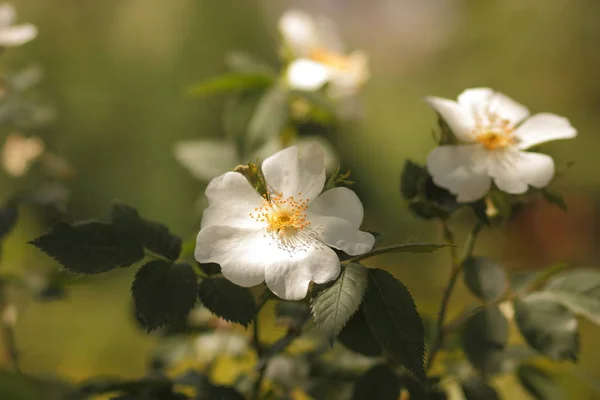 As primeiras flores com o cheiro da felicidade — Fotografia de Stock