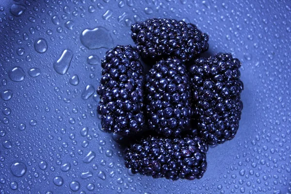 Fresh Blackberries Forest — Stock Photo, Image