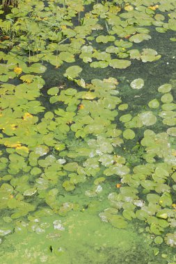 Yeşil su - küresel ısınma bir sonucu çiçeklenme