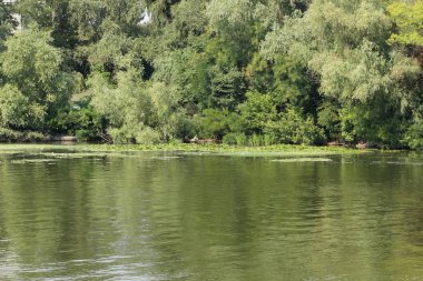 Yeşil su - küresel ısınma bir sonucu çiçeklenme