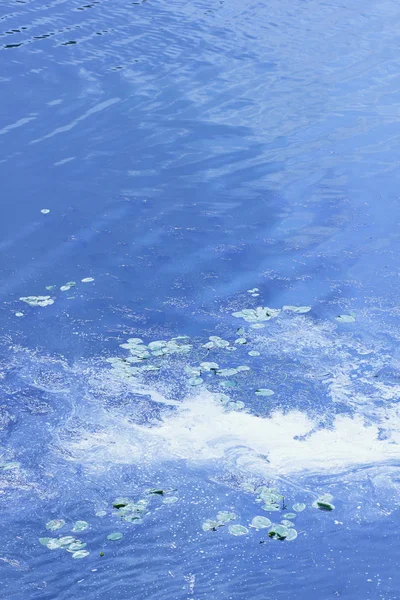 Acqua verde in fiore - una conseguenza del riscaldamento globale — Foto Stock