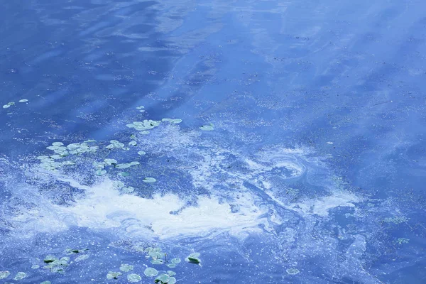 Acqua Verde Fiore Una Conseguenza Del Riscaldamento Globale — Foto Stock