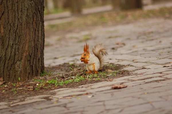 Squirrel with a fluffy tail in the forest close-up for the designer — Stock Photo, Image