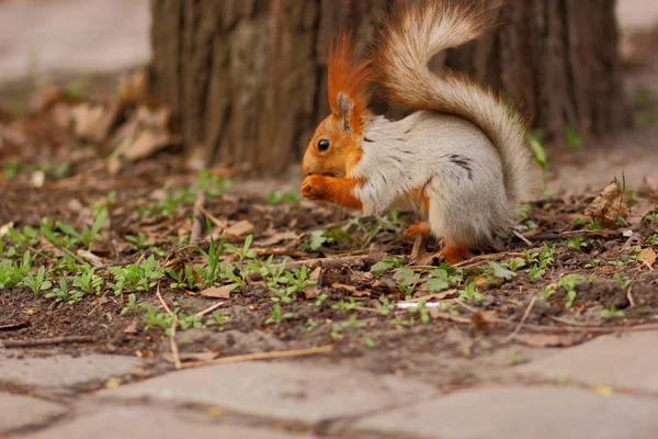Wiewiórka z puszysty ogon w zbliżeniu lasu dla projektanta — Zdjęcie stockowe