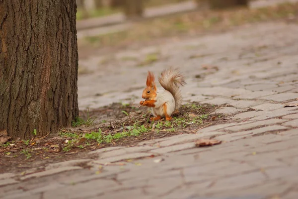 Écureuil avec une queue duveteuse dans la forêt gros plan pour le concepteur — Photo