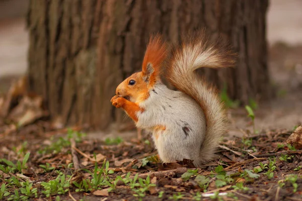 Ardilla con una cola esponjosa en el bosque de cerca para el diseñador — Foto de Stock