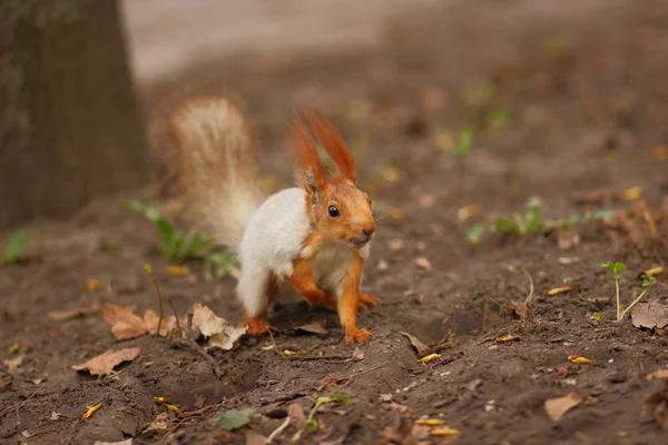 Écureuil avec une queue duveteuse dans la forêt gros plan pour le concepteur — Photo