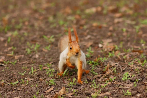 Écureuil avec une queue duveteuse dans la forêt gros plan pour le concepteur — Photo