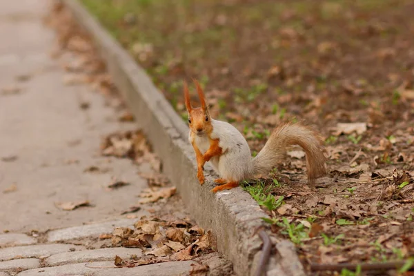 Esquilo com uma cauda fofa na floresta close-up para o designer — Fotografia de Stock