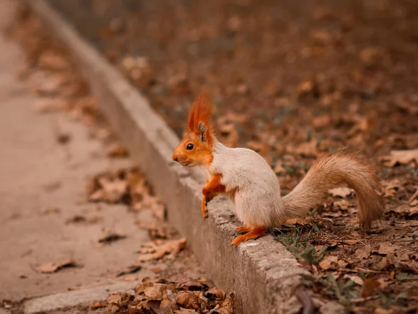 Écureuil avec une queue duveteuse dans la forêt gros plan pour le concepteur — Photo