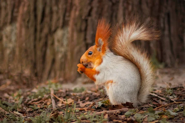 Écureuil avec une queue duveteuse dans la forêt gros plan pour le concepteur — Photo