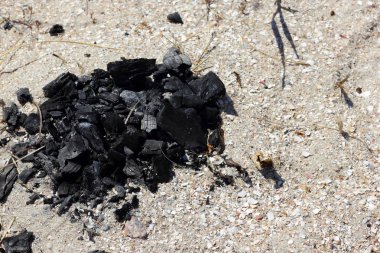 Deniz kabukları Tasarımcısı sahil üzerinde dokusuna