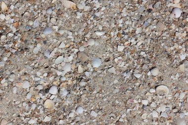 Deniz kabukları Tasarımcısı sahil üzerinde dokusuna