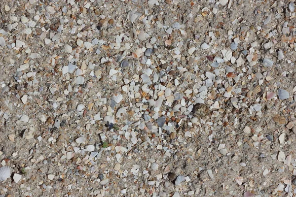 Texture Sea Shells Seashore Designer — Stock Photo, Image
