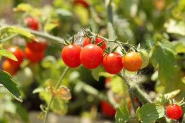 Bir çalı Bahçe tarım üzerinde domates olgunlaşmak