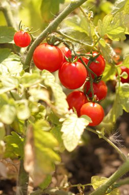Bir çalı Bahçe tarım üzerinde domates olgunlaşmak