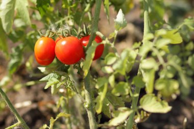 Bir çalı Bahçe tarım üzerinde domates olgunlaşmak