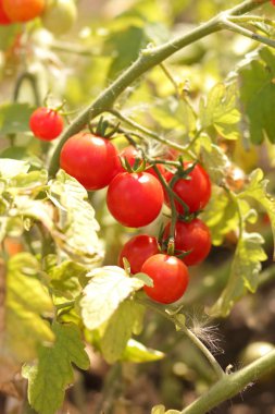 Bir çalı Bahçe tarım üzerinde domates olgunlaşmak