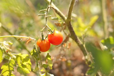Bir çalı Bahçe tarım üzerinde domates olgunlaşmak