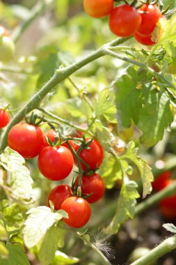 Bir çalı Bahçe tarım üzerinde domates olgunlaşmak