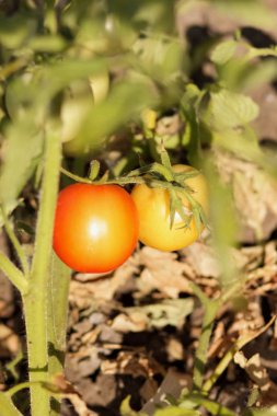 Bir çalı Bahçe tarım üzerinde domates olgunlaşmak