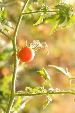 Bir çalı Bahçe tarım üzerinde domates olgunlaşmak