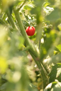 Bir çalı Bahçe tarım üzerinde domates olgunlaşmak