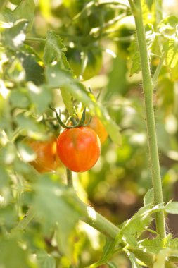 Bir çalı Bahçe tarım üzerinde domates olgunlaşmak