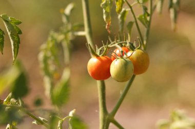 Bir çalı Bahçe tarım üzerinde domates olgunlaşmak