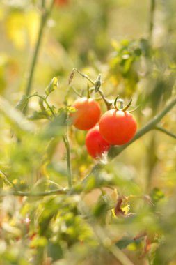 Bir çalı Bahçe tarım üzerinde domates olgunlaşmak