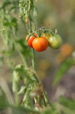 Bir çalı Bahçe tarım üzerinde domates olgunlaşmak