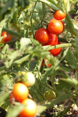 Bir çalı Bahçe tarım üzerinde domates olgunlaşmak