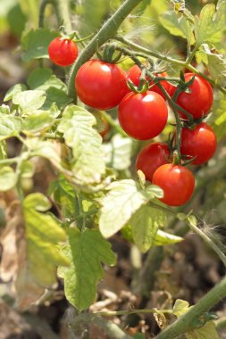 Bir çalı Bahçe tarım üzerinde domates olgunlaşmak