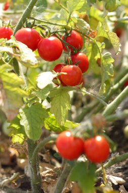 Bir çalı Bahçe tarım üzerinde domates olgunlaşmak