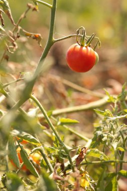 Bir çalı Bahçe tarım üzerinde domates olgunlaşmak