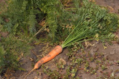 Taze havuç yer altından parçalanmış bahçede olduğunu