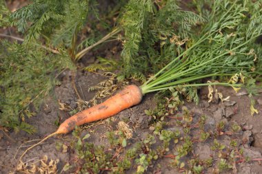 Taze havuç yer altından parçalanmış bahçede olduğunu