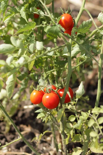 Bir çalı Bahçe tarım üzerinde domates olgunlaşmak