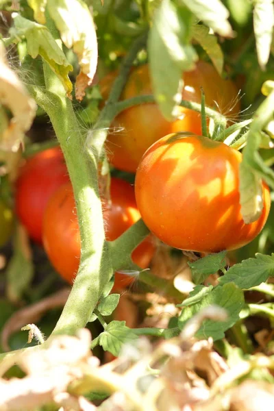 Bir çalı Bahçe tarım üzerinde domates olgunlaşmak