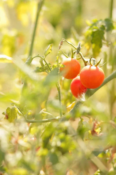 Bir çalı Bahçe tarım üzerinde domates olgunlaşmak