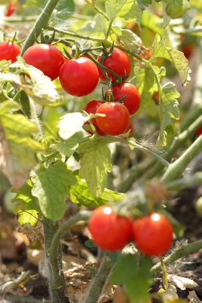 Bir çalı Bahçe tarım üzerinde domates olgunlaşmak