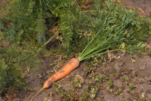 Taze havuç yer altından parçalanmış bahçede olduğunu