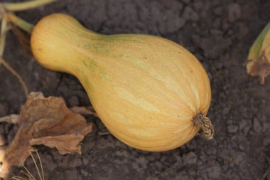 Olgun kabaklar bahçede yere yalan