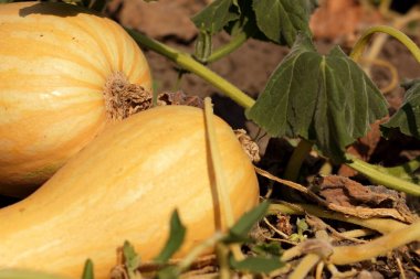 Olgun kabaklar bahçede yere yalan