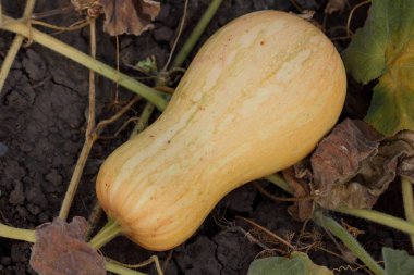 Olgun kabaklar bahçede yere yalan