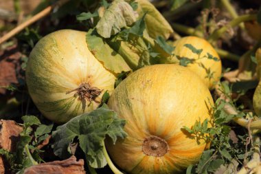 Olgun kabaklar bahçede yere yalan