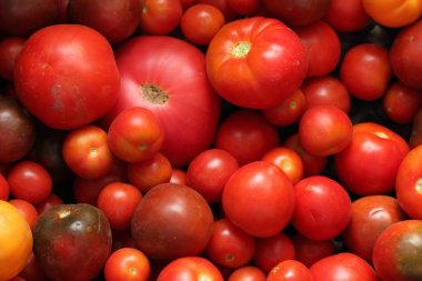 Hasat domates hasat kutusunda