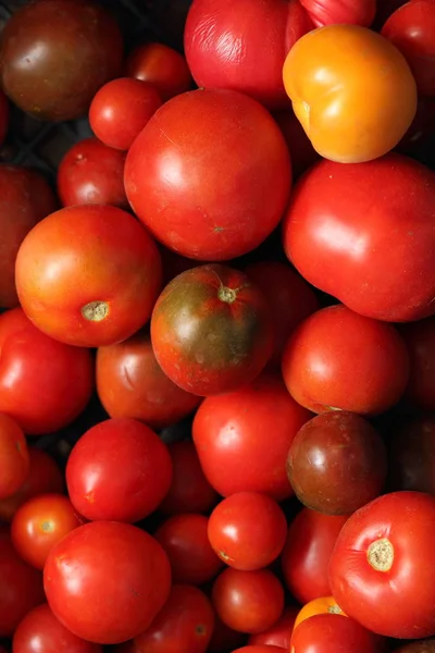 Hasat domates hasat kutusunda