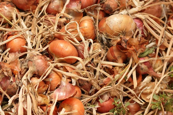 Cosecha recogida de cebollas para la venta — Foto de Stock